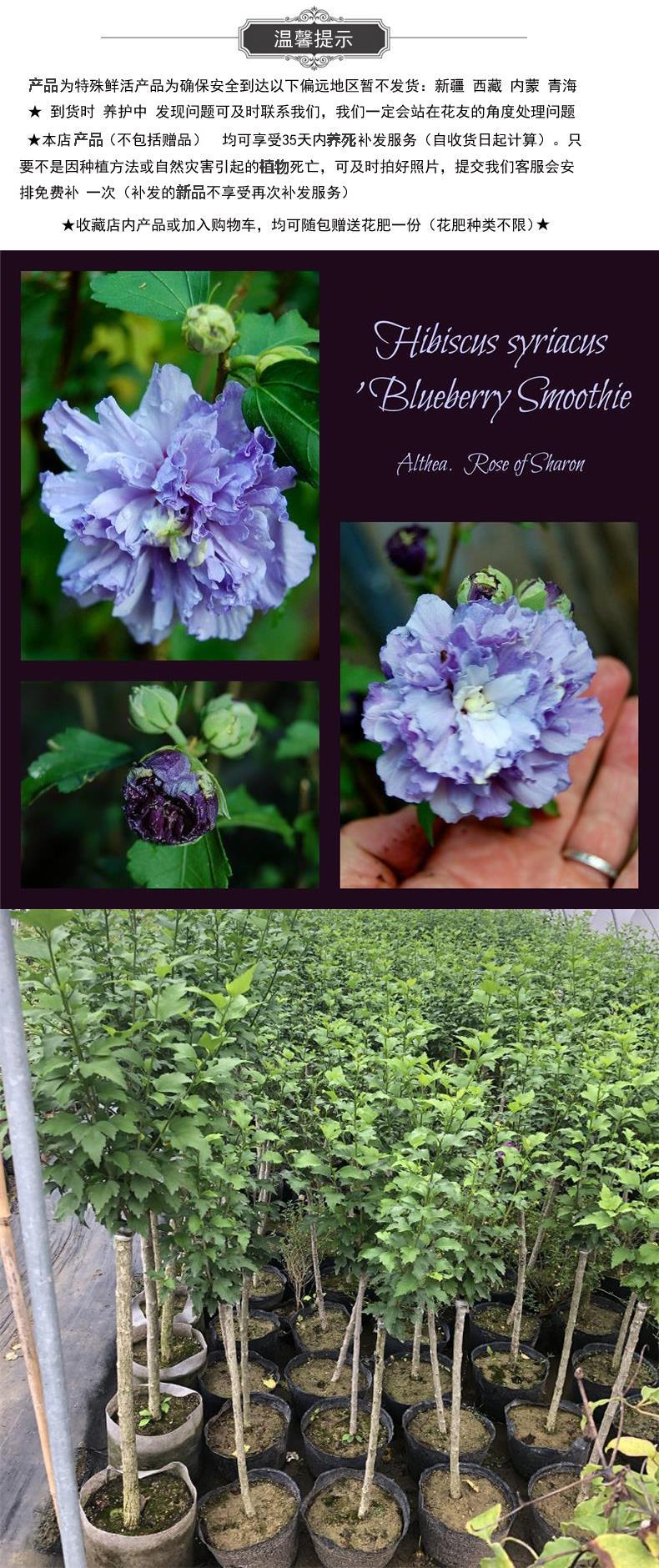 紫芋花卉,紫芋盆栽怎么养